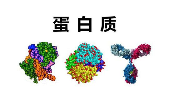 锌指结构属于蛋白质的几级结构,蛋白质的一二三四级结构是什么图2