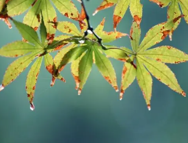 关于秋雨的哲学句子,秋雨感悟人生的短句子图1