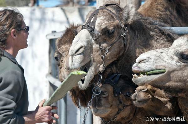 为啥骆驼吃仙人掌不扎嘴,骆驼吃带刺的为什么不扎嘴图7