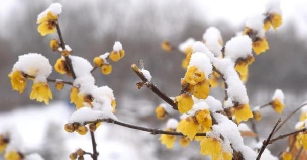 雪梅古诗的诗意,雪梅的古诗意思是什么诗图1