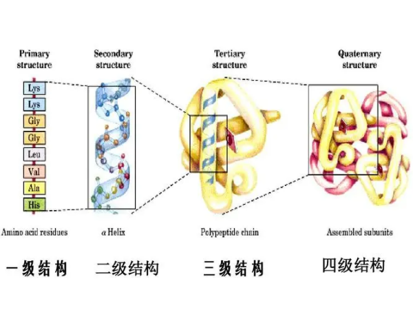 锌指结构属于蛋白质的几级结构,蛋白质的一二三四级结构是什么时候学的图1