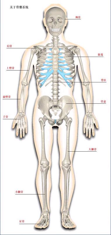 骨的特点是什么,骨的物理特征和年龄特征图2