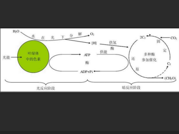 光合作用和呼吸作用是什么,植物的光合作用蒸散作用和呼吸作用是什么意思图1