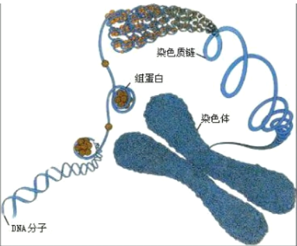 染色体的成分有哪些,常染色体的两种主要组成成分图2