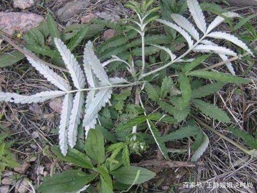 番白草的别名,翻白草降糖怎么用图4