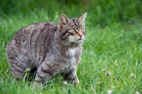 家猫和野猫的区别,家猫和野猫的区别以为真的在说猫图1