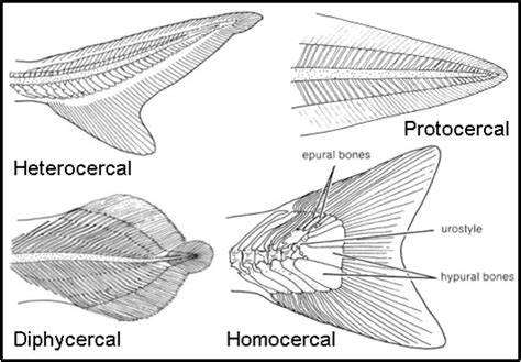 鱼鳍可以分为哪几种,鱼有几个鱼鳍图7