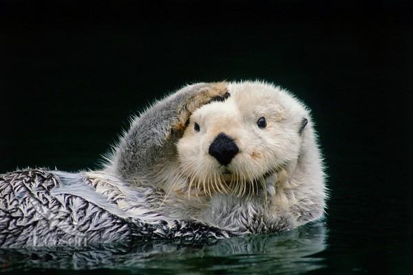 鳄鱼为什么打不过水獭,鳄鱼有没有天敌图4