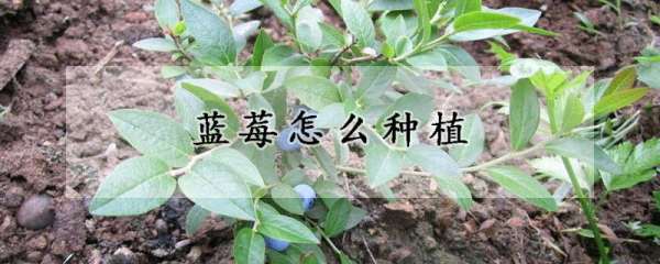 怎么用种子栽培蓝莓,蓝莓种子怎么种植方法