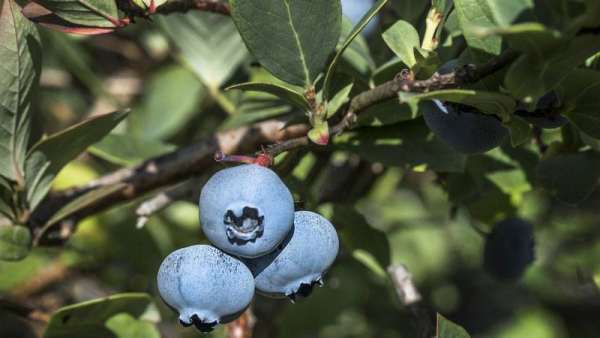 怎么用种子栽培蓝莓,盆栽蓝莓怎么种植和养护图1