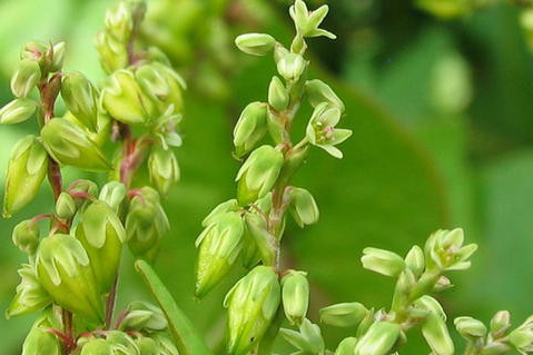 黄苦荞和黑苦荞茶有什么区别,黑苦荞茶和黄苦荞茶哪个好图1