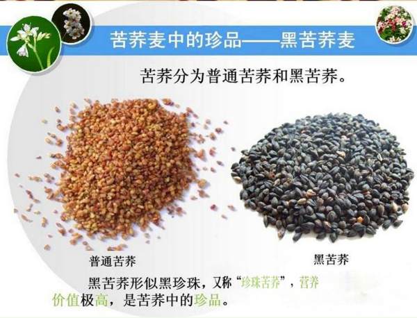 黄苦荞和黑苦荞茶有什么区别,黑苦荞茶和黄苦荞茶哪个好图3