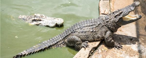 鳄鱼为什么打不过水獭,鳄鱼能打过水獭图1