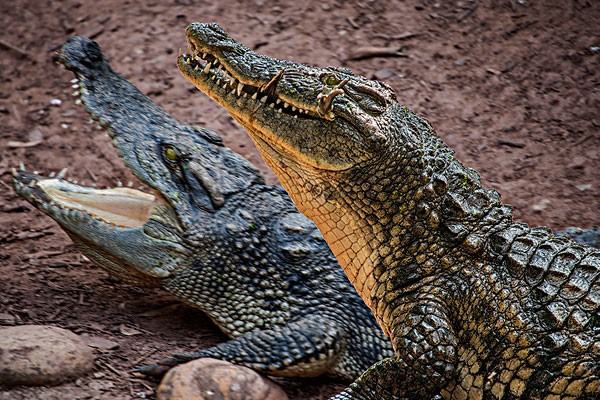 鳄鱼为什么打不过水獭,鳄鱼能打过水獭图6