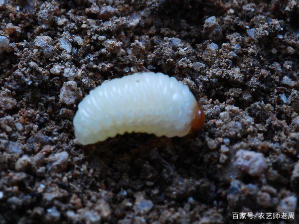 栗子生虫子还能吃,栗子生虫子还能吃图3