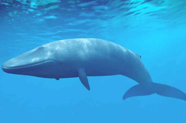 海洋最大的生物是什么生物,海洋里最大的动物是什么图1