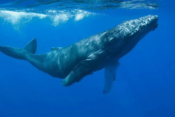 海洋最大的生物是什么生物,海洋里最大的动物是什么图3