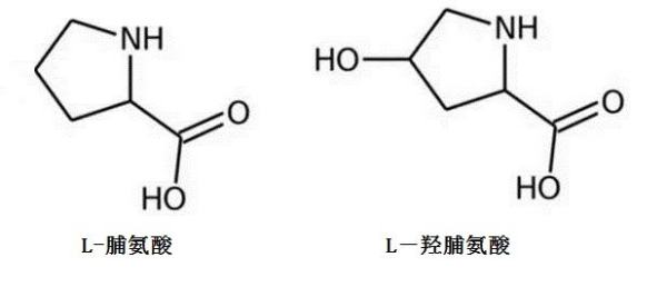 亚氨基酸有哪几种,属于亚氨基酸的氨基酸有哪些