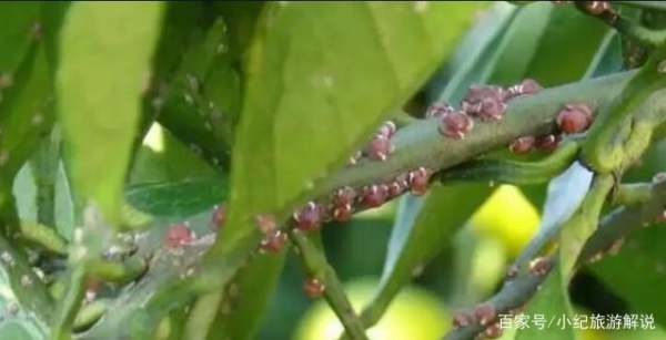 土壤里的蚧壳虫怎样彻底消灭,兰花上蚧壳虫用什么药最有效图6