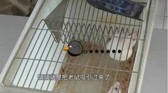 超声波能驱赶老鼠,超声波灭老鼠有效果图8