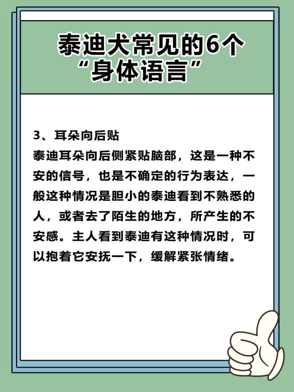 如何读懂泰迪的语言,怎么聊泰迪的话题图4