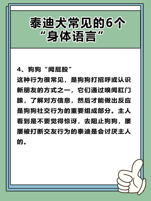 如何读懂泰迪的语言,怎么聊泰迪的话题图5