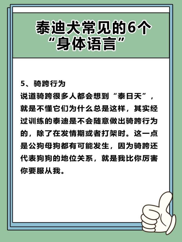 如何读懂泰迪的语言,怎么聊泰迪的话题图6