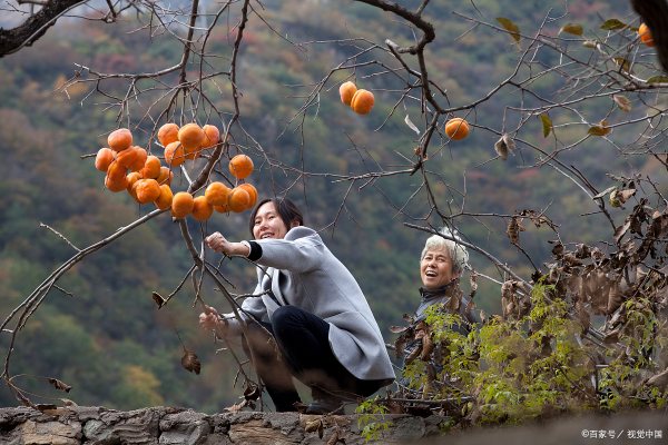 柿子怎么泡更甜更脆,泡生柿子怎么做脆甜图6