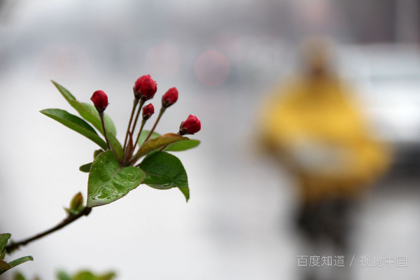 关于雨水的名言,雨水的俗语农谚或古诗名句有哪些