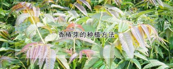 香椿芽的养殖方法和注意事项,香椿的种植方法和时间图1