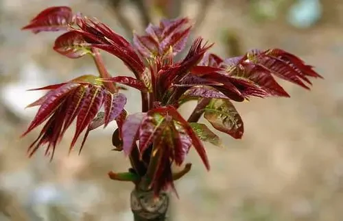 香椿芽的养殖方法和注意事项,香椿的种植方法和时间图2