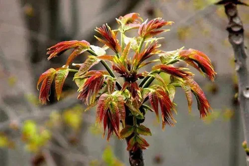 香椿芽的养殖方法和注意事项,香椿的种植方法和时间图3