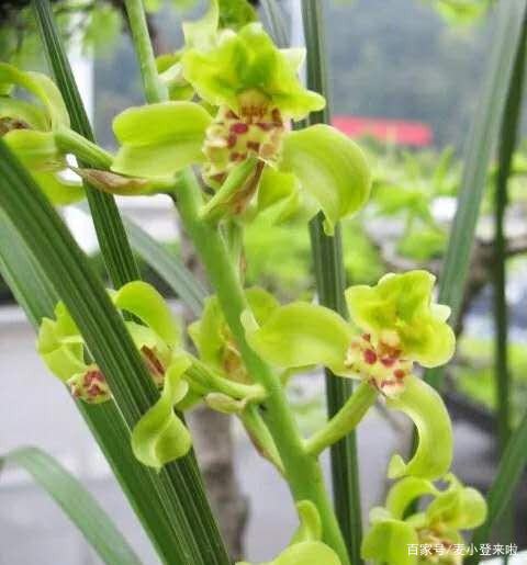 兰花什么时候分株好,兰花几月份分盆好兰花开花了怎么护理图3