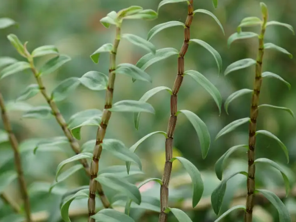 铁皮石斛家里种植方法,铁皮石斛种植方法图4