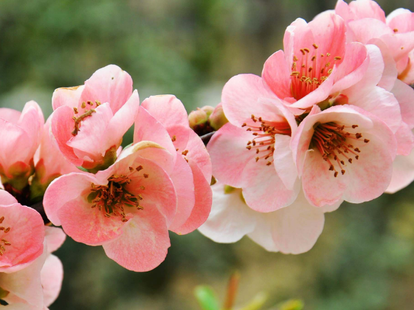 海棠花花语 海棠花花语是什么,海棠花的花语图1