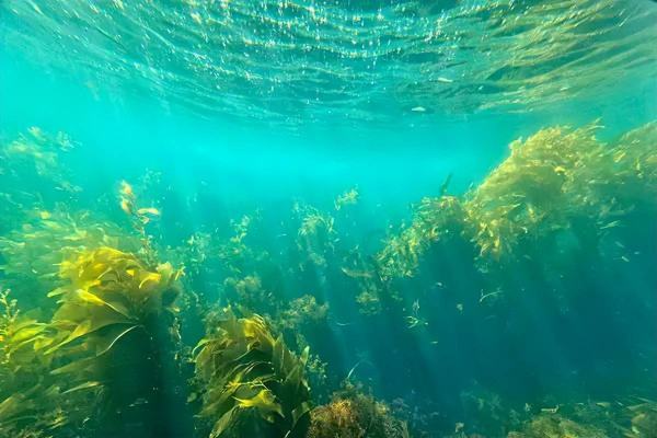 海水中的氧气怎么来的,溶解在海水中的氧气主要是由大气和海洋中的什么植物图2