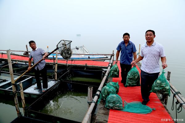 买的螃蟹怎么存放不死,大闸蟹怎么保存才不死大闸蟹怎么保存过夜图1