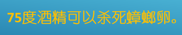 酒精能杀死蟑螂虫卵,医用酒精能杀死蟑螂卵图1