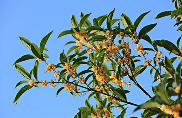 桂花几月份开花,桂花几月开花哪个季节