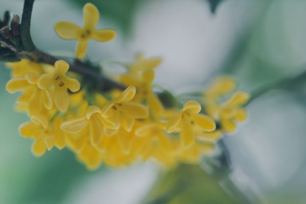 桂花几月份开花,桂花几月开花哪个季节图2