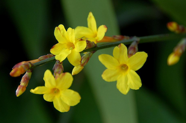 迎春花什么颜色,迎春花是什么颜色的花蕊图1