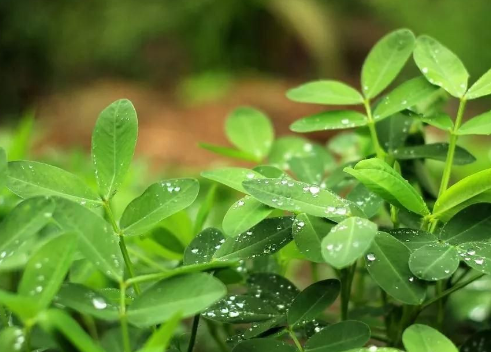 花生杆与叶有什么功效,花生的根茎叶各有什么作用图5