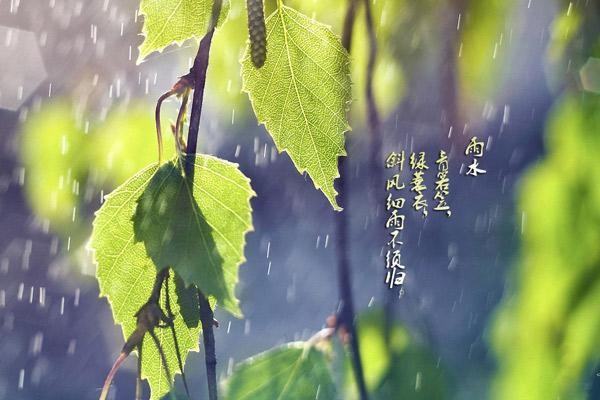 雨水节气特点 雨水节气特点简述,雨水节气的特点简介