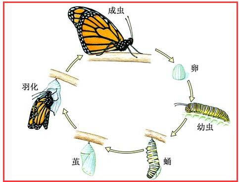 蝴蝶的卵产在什么地方,蝴蝶会产卵几次图2