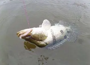 海竿钓鳜鱼最好的方法,怎样钓鳜鱼图4