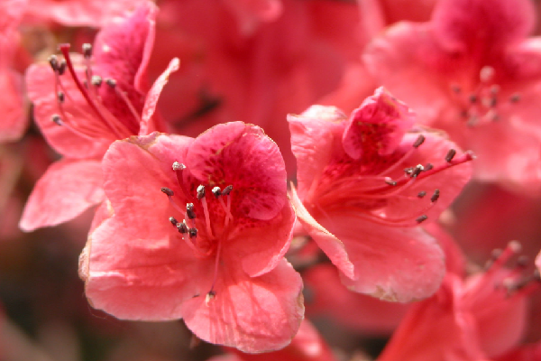 杜鹃花秋天怎么养,杜鹃花夏天怎么养护图1