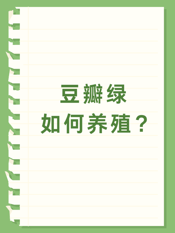 豆瓣绿怎么养家庭养法,豆瓣绿的养殖方法和注意事项图1