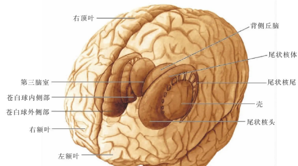 新纹状体是指,基底节包括哪些结构图4