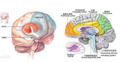 新纹状体是指,基底节包括哪些结构图5