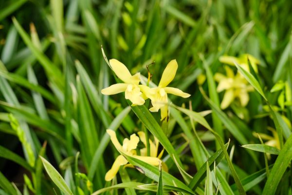 兰花开花能浇水,兰花开花时能浇水图1